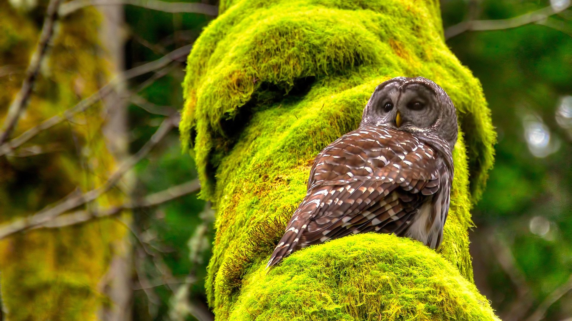民族风花样滑冰赛事,冰上舞动的文化传承,花样滑冰中冰上舞蹈的比赛通常包括几个阶段