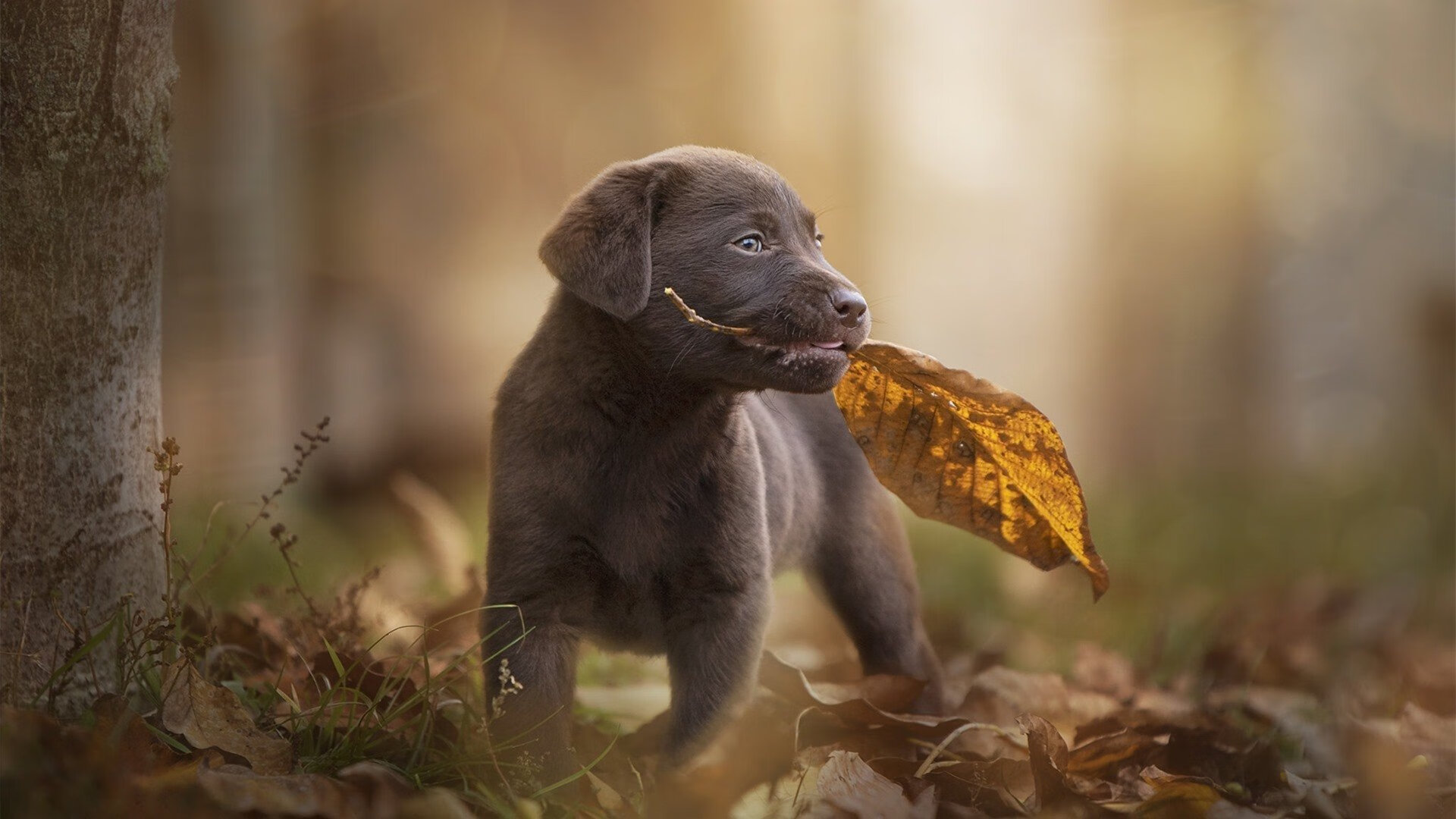 开云中国大陆-篮球青少年比赛裁判员培训持续加强，篮球裁判培训策划案