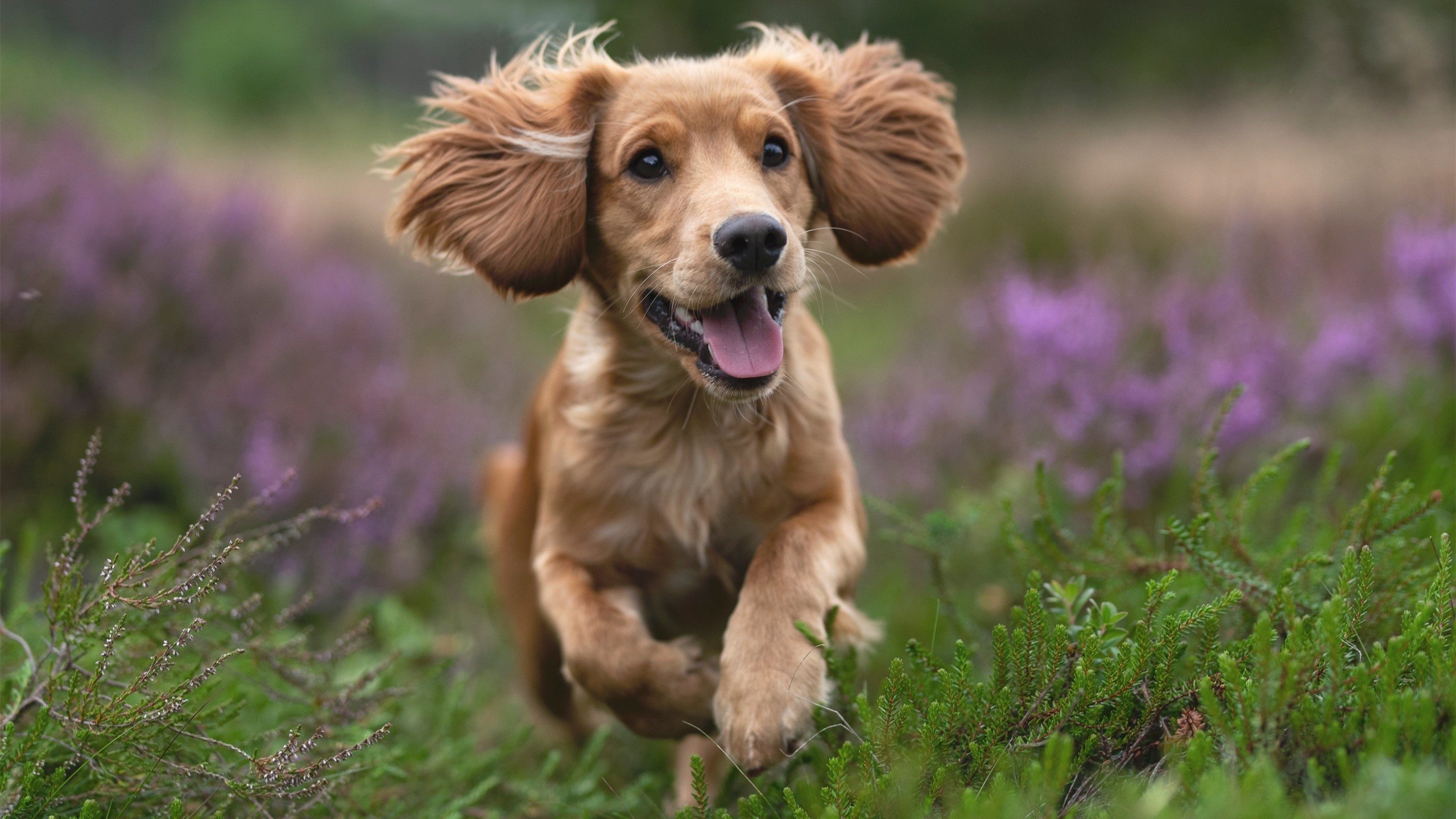 开云·Kaiyun网页版-LCS加强青训体系建设，青训系统