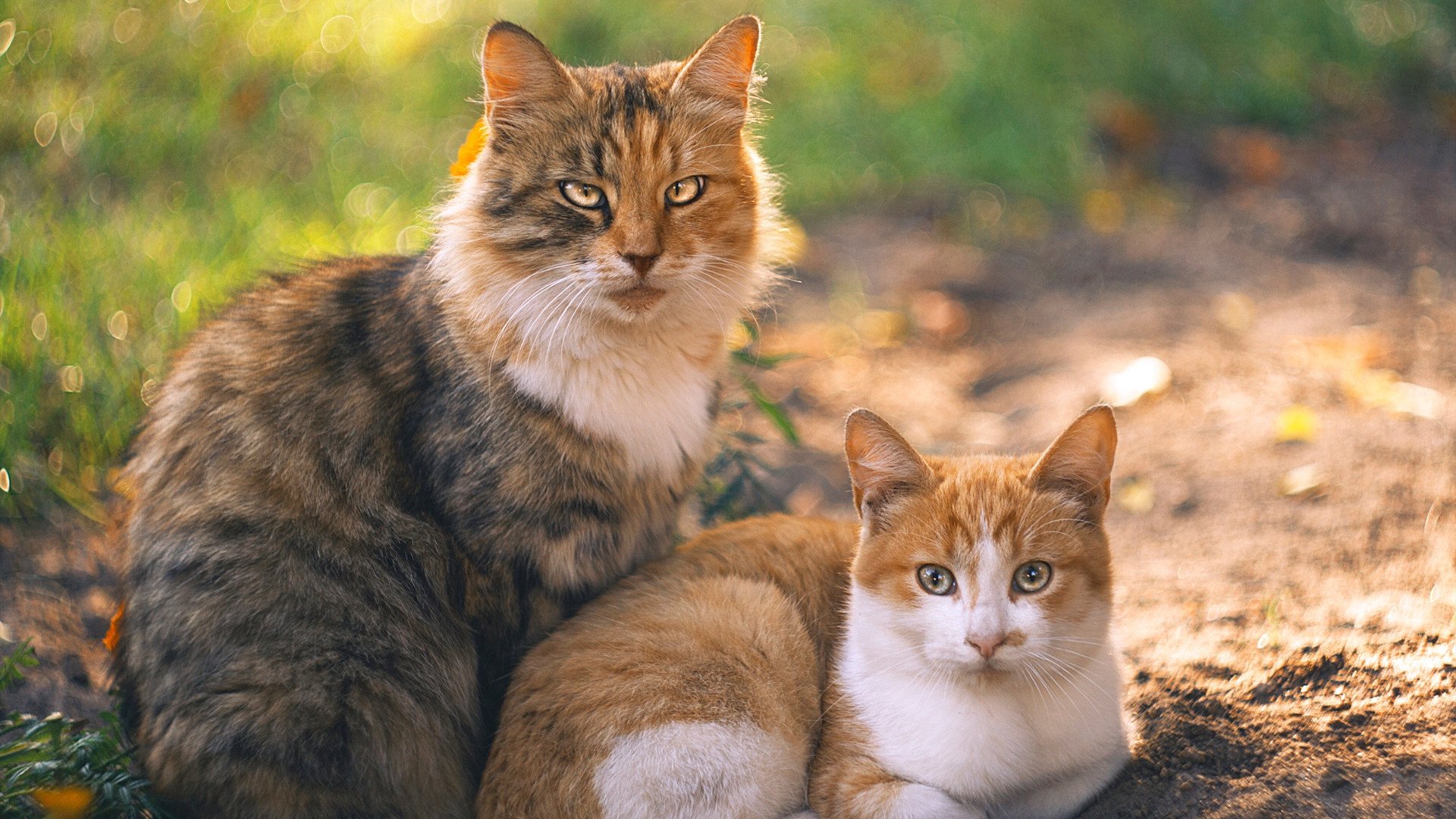 强者胜出:比赛中诞生出不少顶尖的豪强,强者出征后面一句