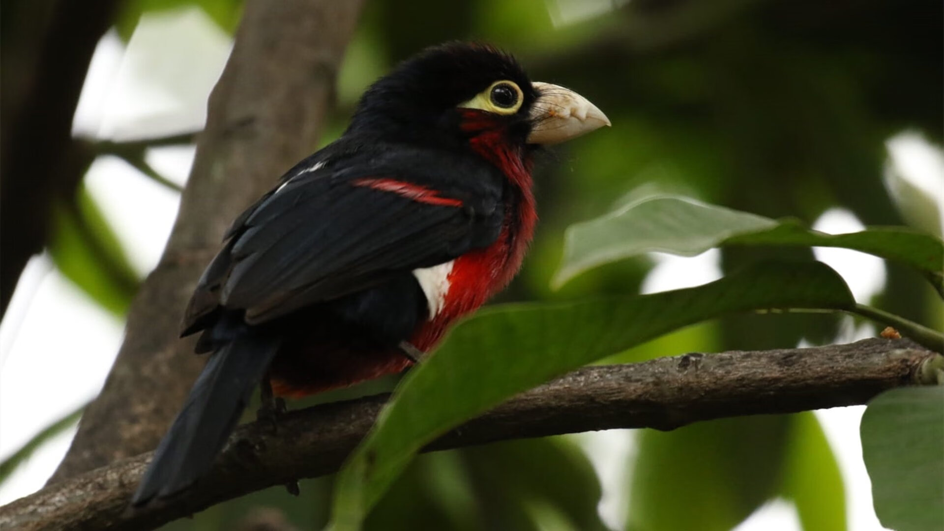 开云·体育官网-河床篮球队防守端提升明显，河床队又叫什么