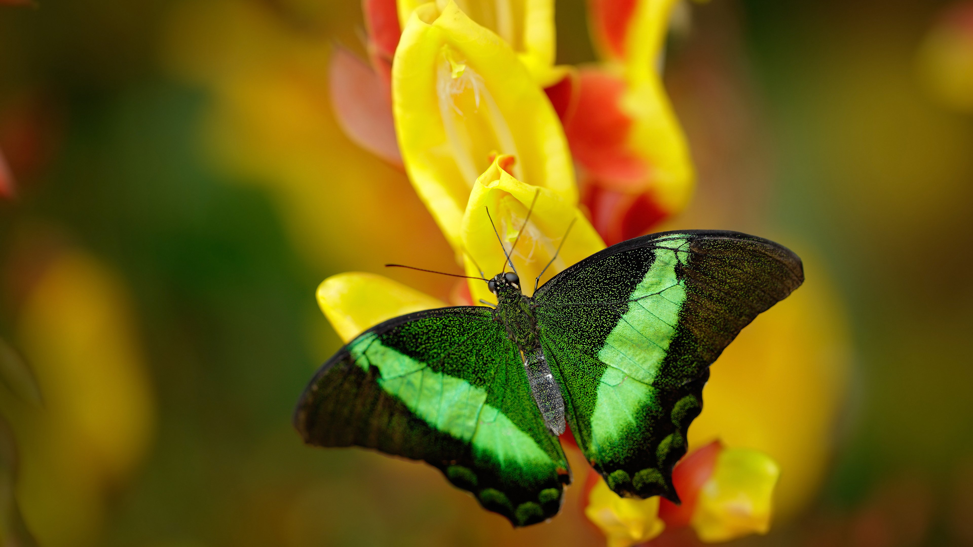 看点:湖北战队精彩逆袭打败对手,看点_湖北战队精彩逆袭打败对手的小说