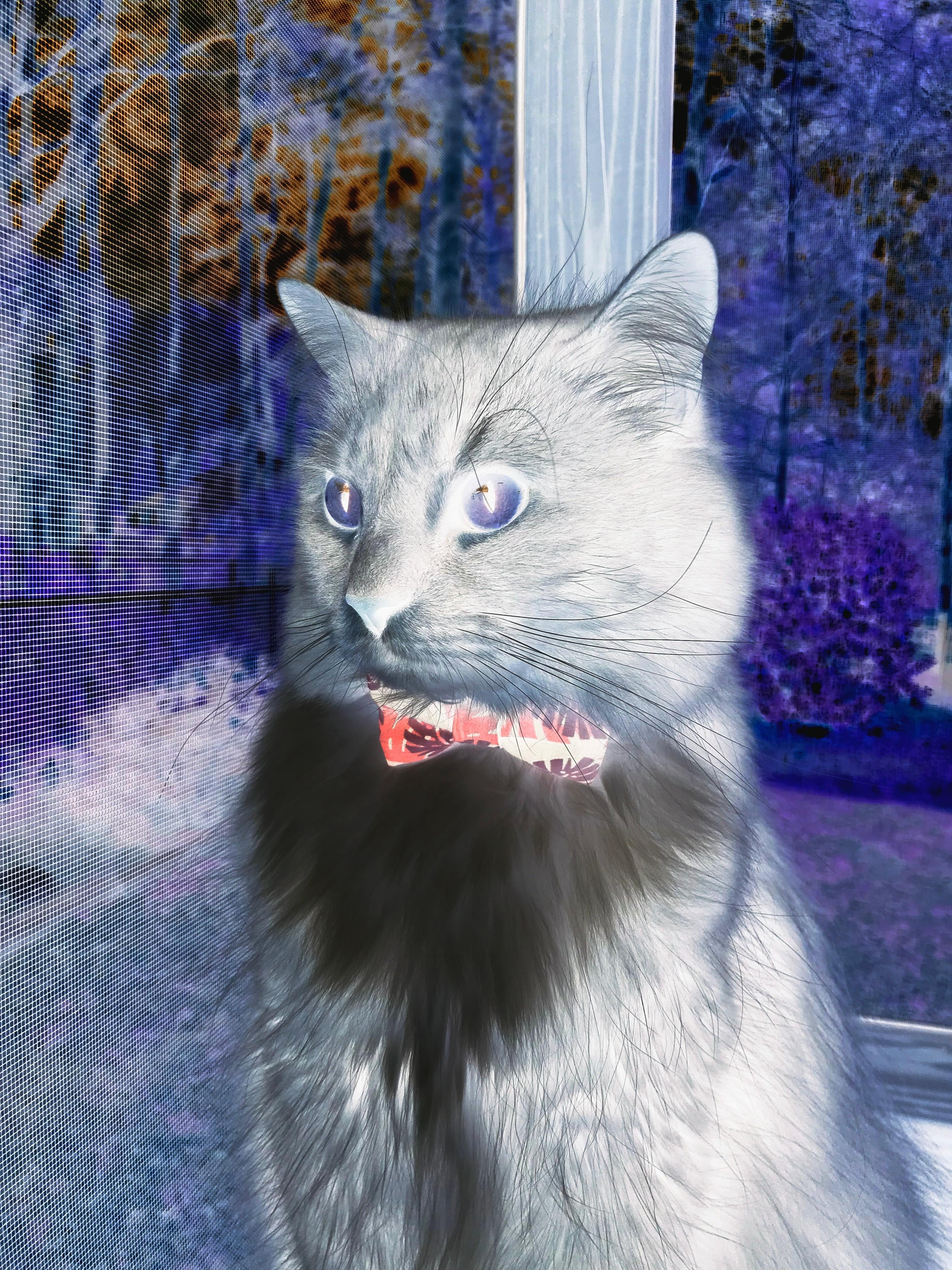 里昂客场遭遇失利,欧冠前景堪忧,欧联里昂