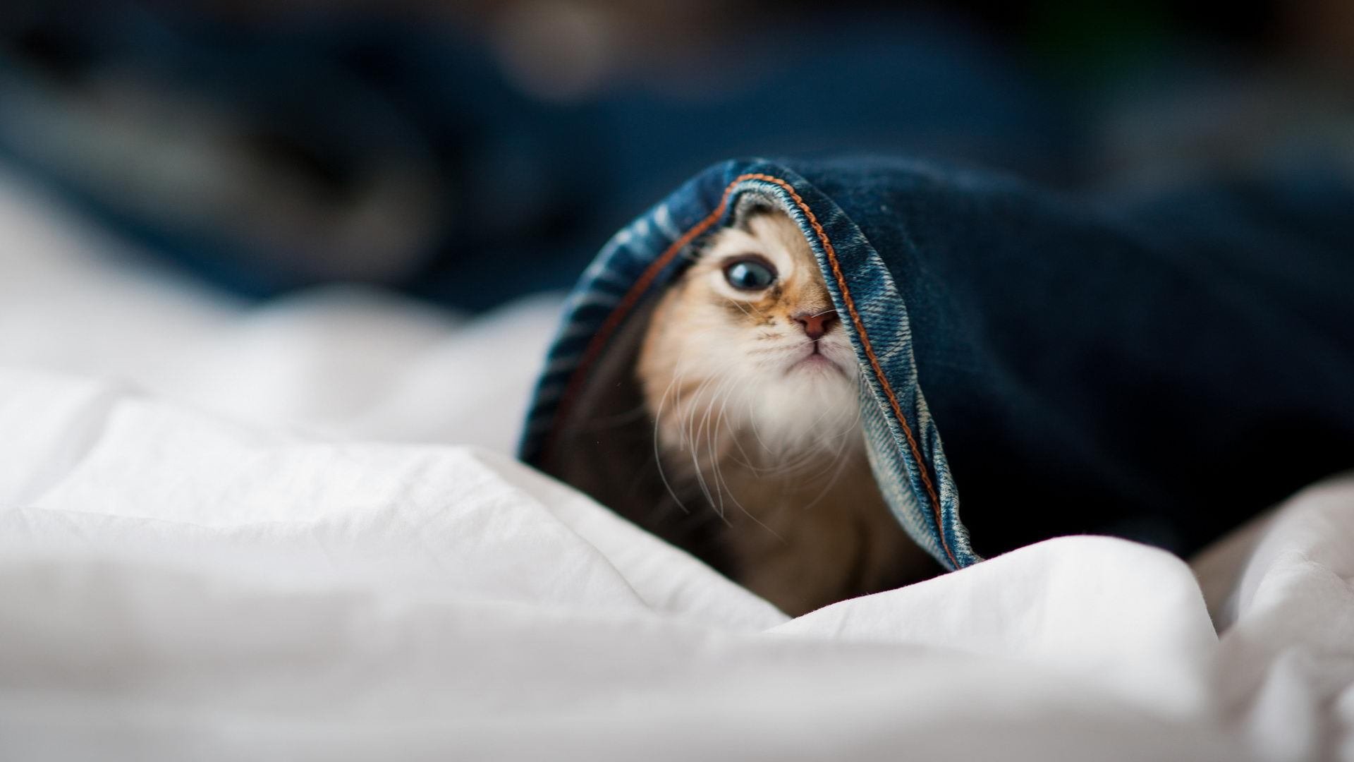 韩星际争霸选手表现抢眼,韩国星际争霸厉害的职业选手