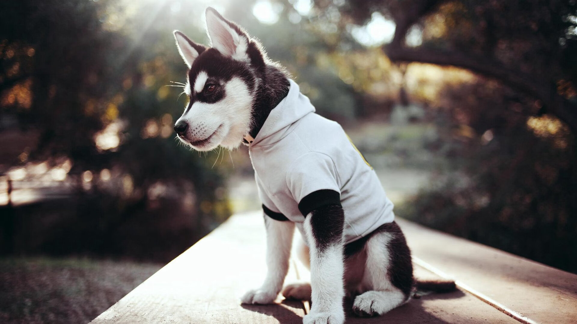 开云网页版登录入口-潜力股崭露头角：未来欧洲足球的希望，欧洲足球经济