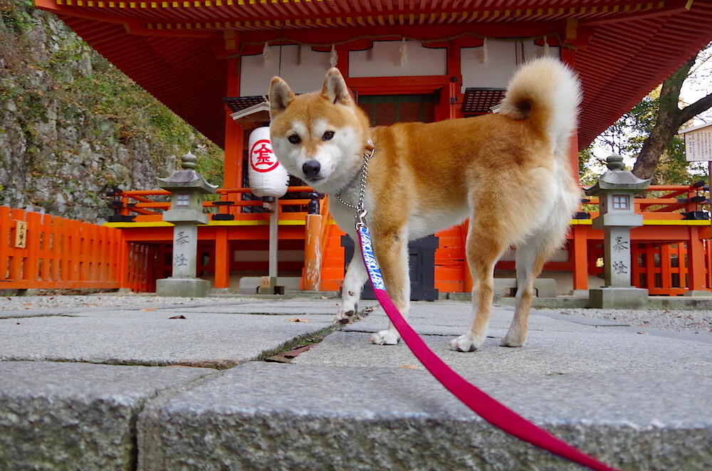 “南非羚羊队的辉煌复兴:萨尔·巴赫的带领下”