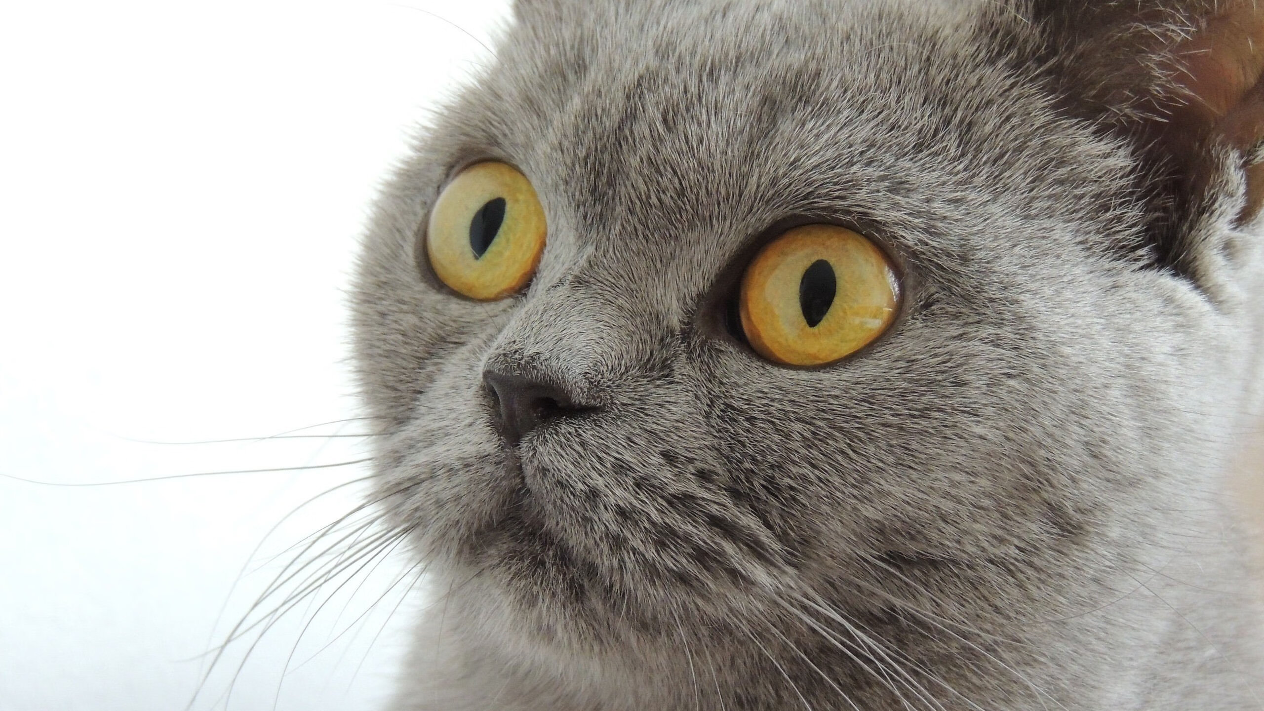 中国男子接力队用实力回应所有质疑，中国男子接力队员