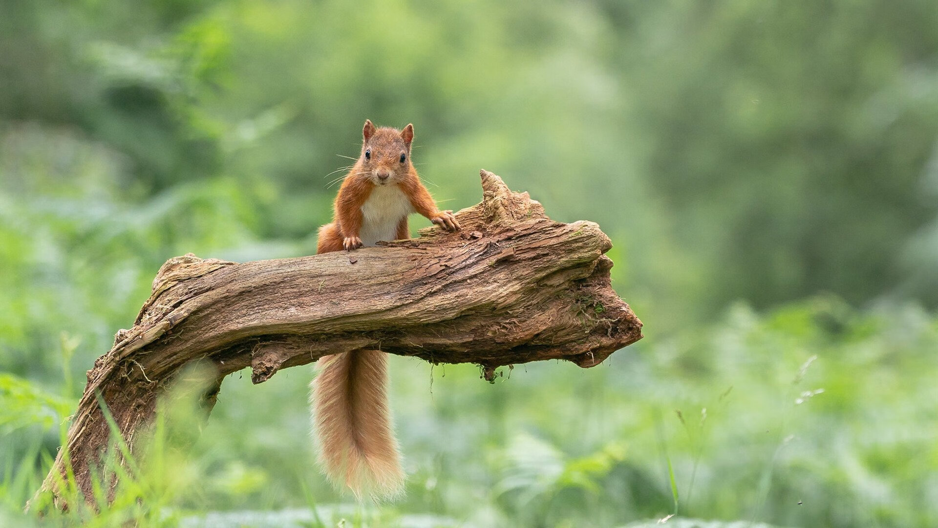 叶夫根尼娅·奇库诺娃以实力回应所有挑战,叶夫根尼娅·格罗百科