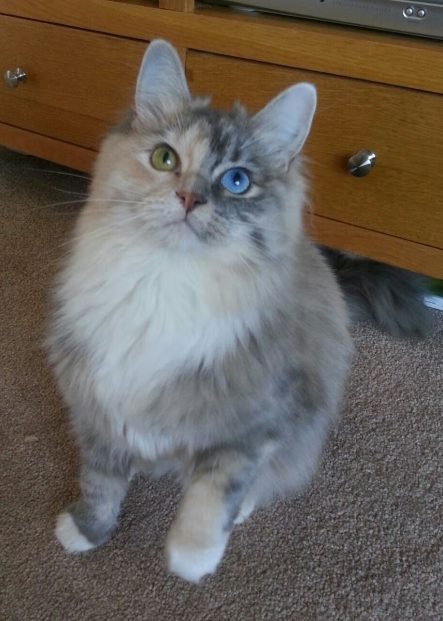 国际媒体联盟成立，赛事报道标准化推进，国际媒体组织