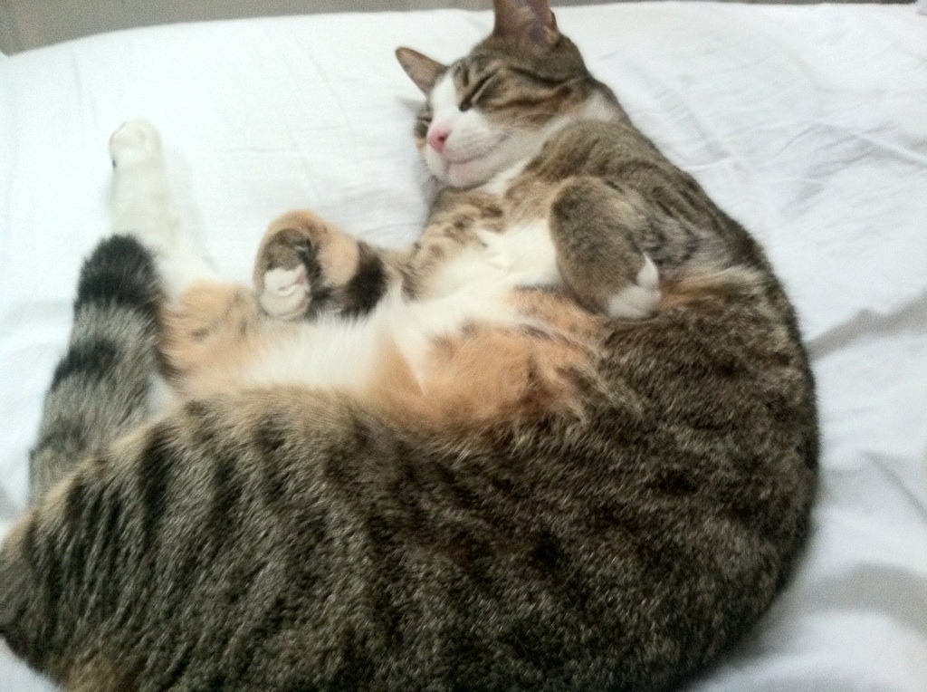 Kaiyun(中国)开云-新西兰全黑队极致的球场控制力，令对手难以突破，新西兰 篮球