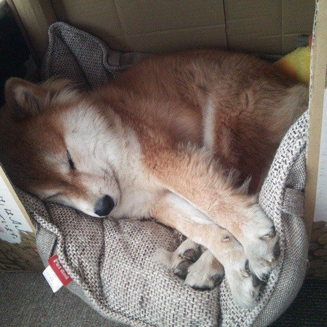 开云官网-科斯200米混合泳决赛精彩纷呈，里约200米混合泳冠军